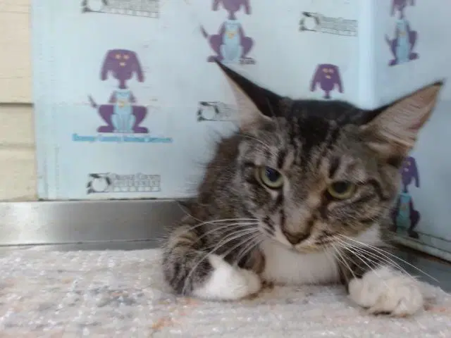 Skittles - Domestic Medium Hair