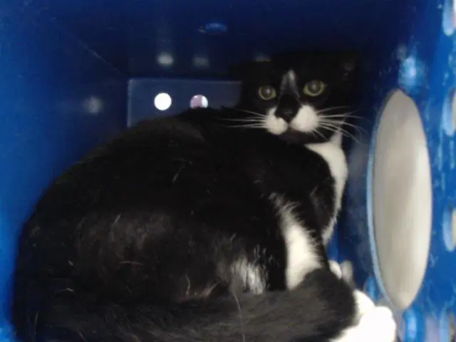 Unknown - Domestic Short Hair