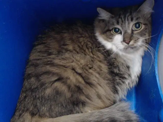 Unknown - Domestic Medium Hair