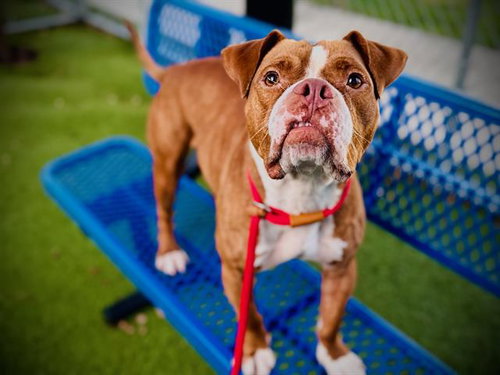 picture of the dog needing adoption