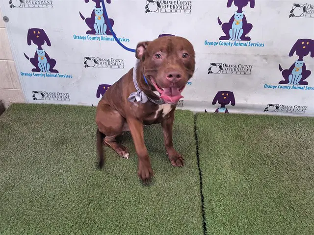 Peanut Butter - Pit Bull Terrier