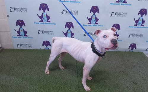 picture of the dog needing adoption