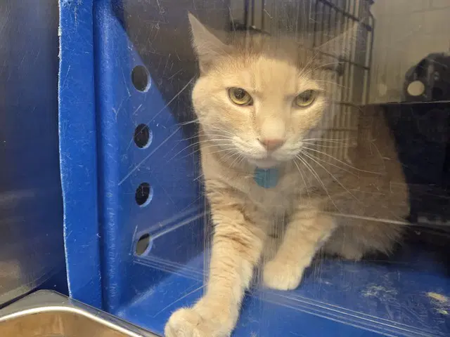 Leo - Domestic Short Hair