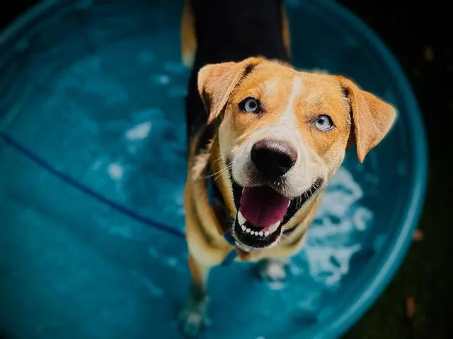 Bolt - Catahoula Leopard Dog