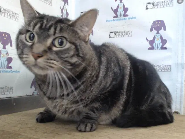 Cheesecake - Domestic Short Hair