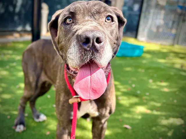 Queen - Cane Corso Mastiff