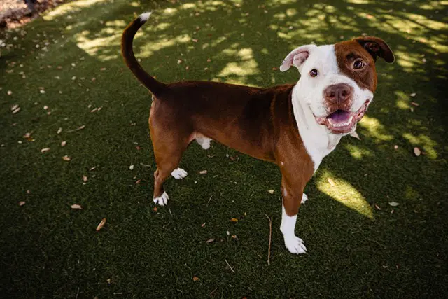 Rufus - Pit Bull Terrier