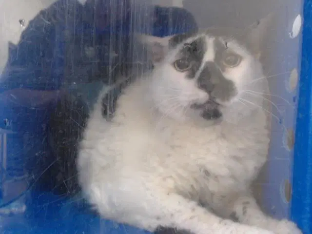 Patches - Domestic Short Hair