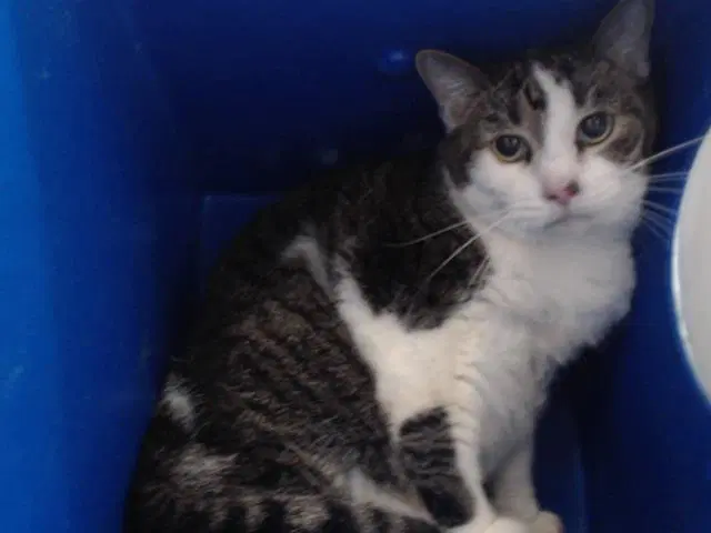 Jenny - Domestic Short Hair
