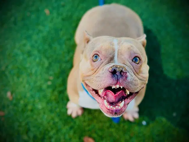 Miss Luna - Bulldog