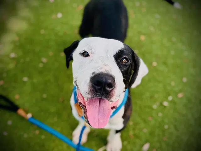 Berry - Pit Bull Terrier