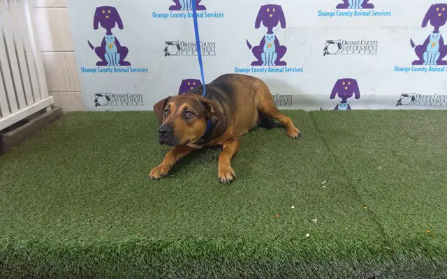 Roxy image 1