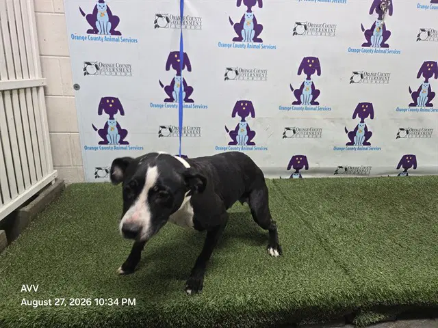 Missy image 1