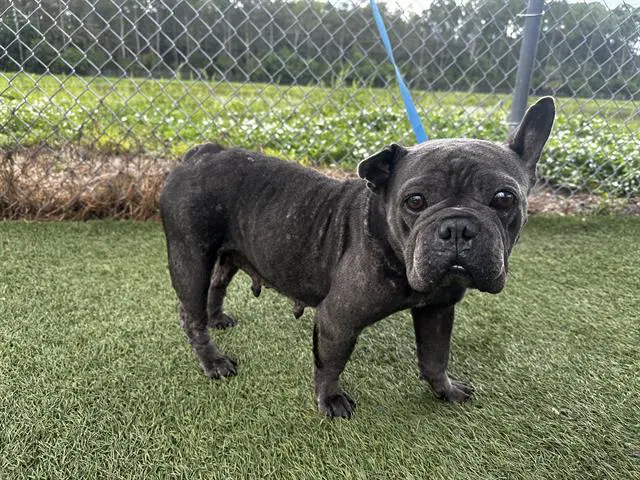 Ella May - French Bulldog