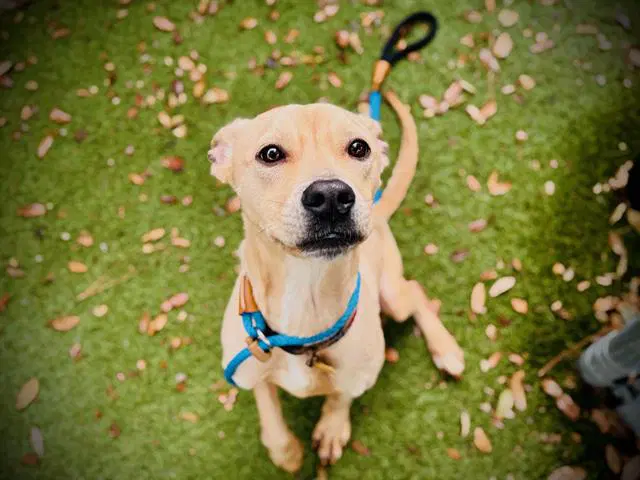 Titus - Labrador Retriever