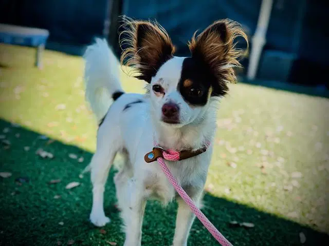 Koda - Papillon