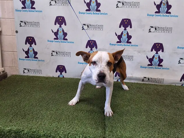 Golden - Pit Bull Terrier