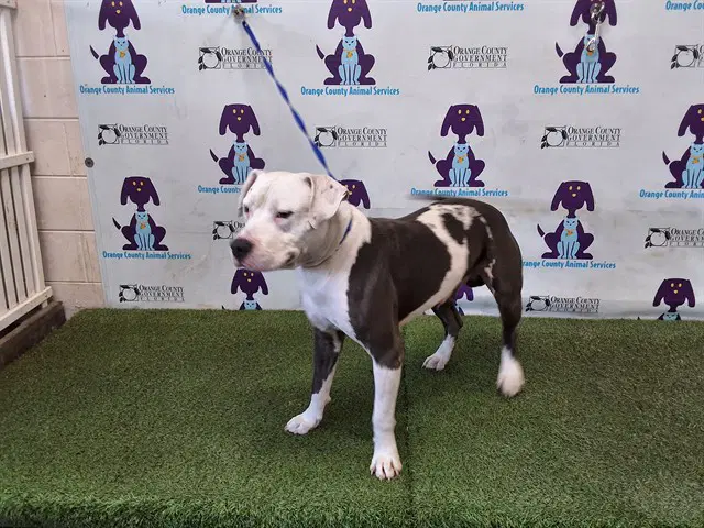 Mega - Pit Bull Terrier