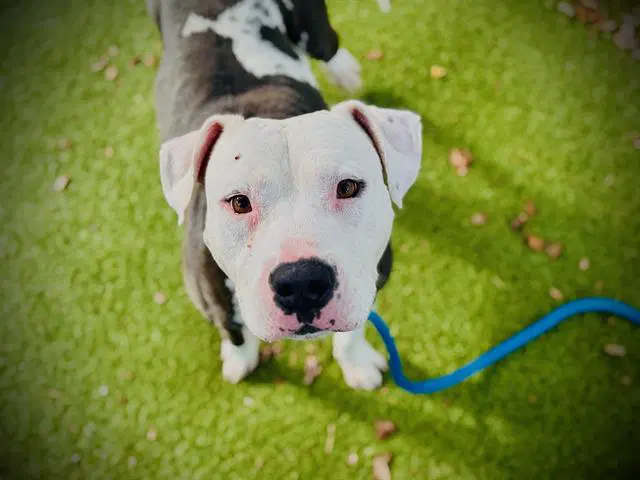 Mega - Pit Bull Terrier