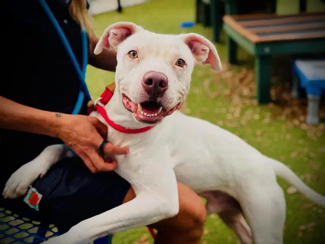 Blanco - Pit Bull Terrier