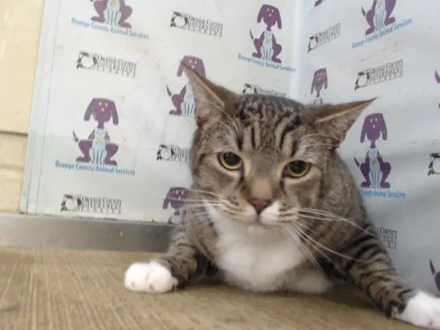 Unknown - Domestic Short Hair