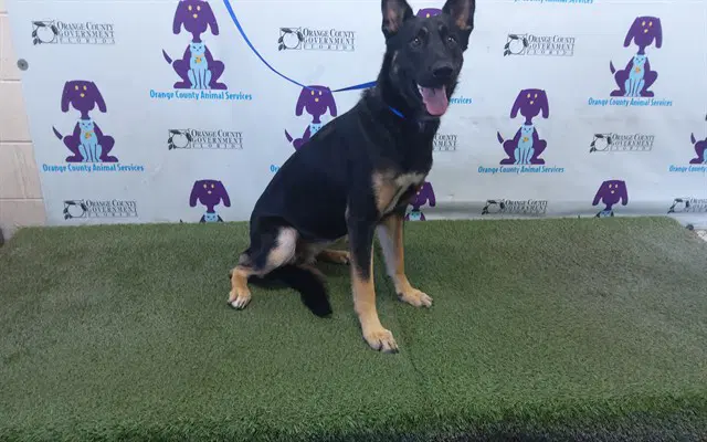 Malibu - German Shepherd Dog