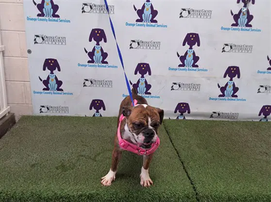 Molly - Bulldog