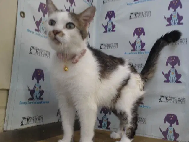 Molly - Domestic Medium Hair