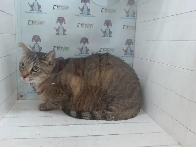 Luna - Domestic Short Hair