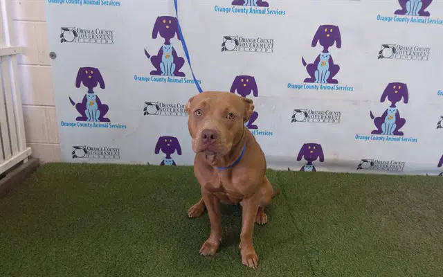Tarot - Pit Bull Terrier