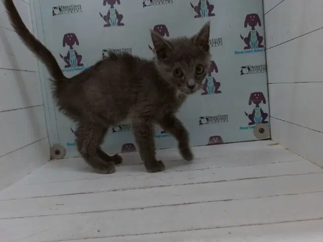 Sammy - Domestic Medium Hair
