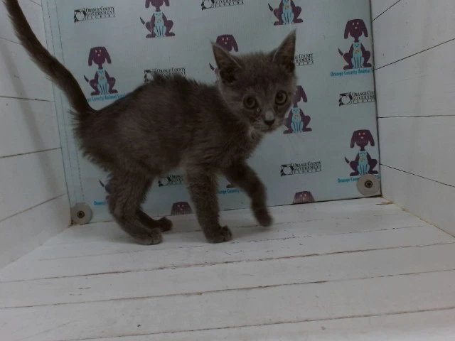 Sammy