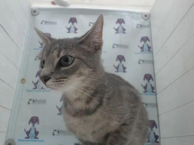 Missy - Domestic Short Hair