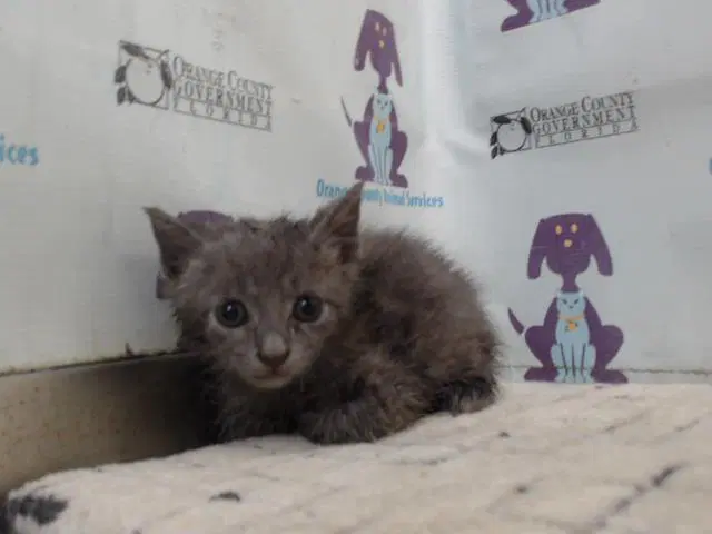 Binky - Domestic Short Hair