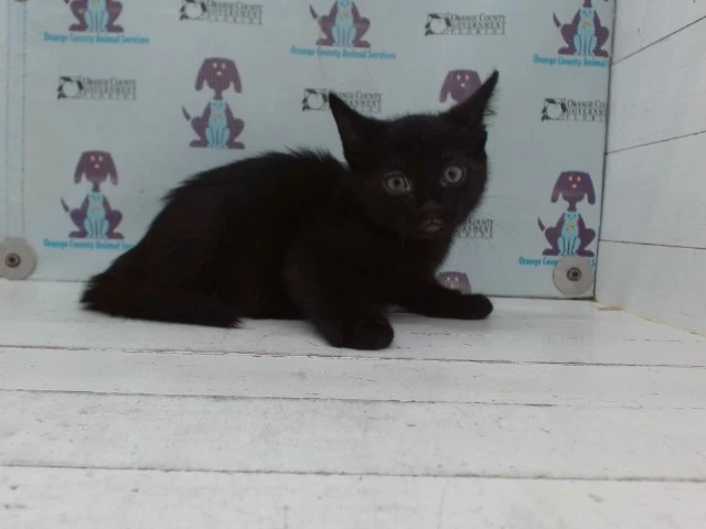 Beatrice