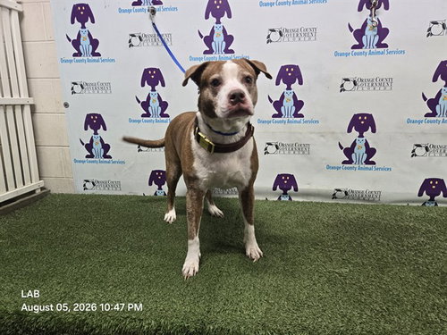 picture of the dog needing adoption