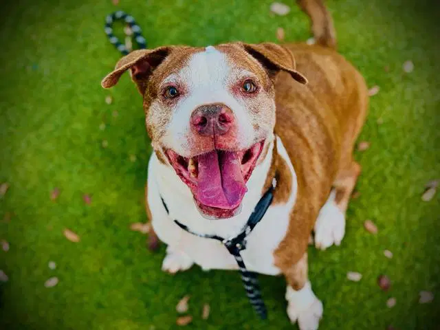 Aila - Pit Bull Terrier