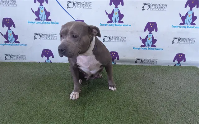 Blue - Pit Bull Terrier