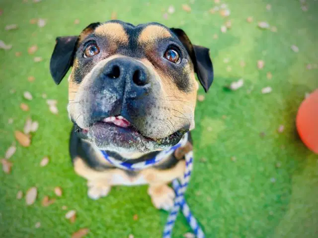 Susan - Pit Bull Terrier