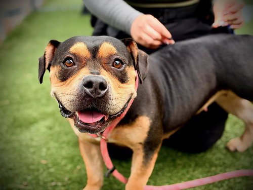 *SUSAN, a dog for adoption from Orange County Animal Services