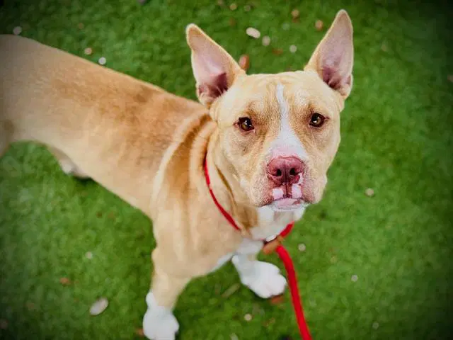 Kane - Pit Bull Terrier