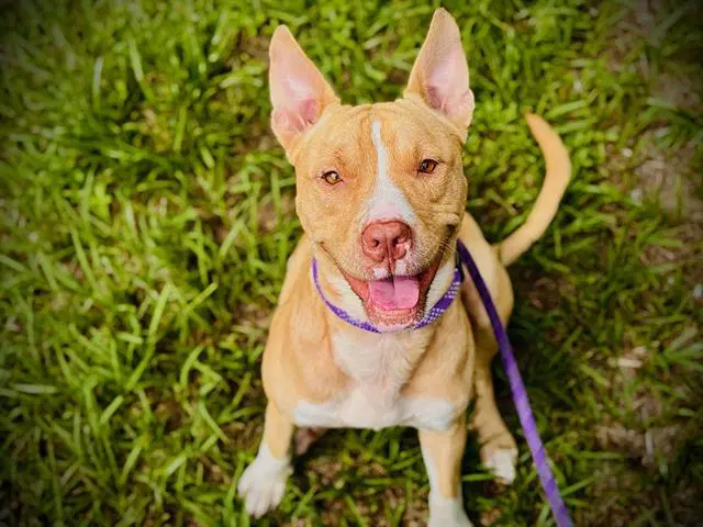 Kane - Pit Bull Terrier