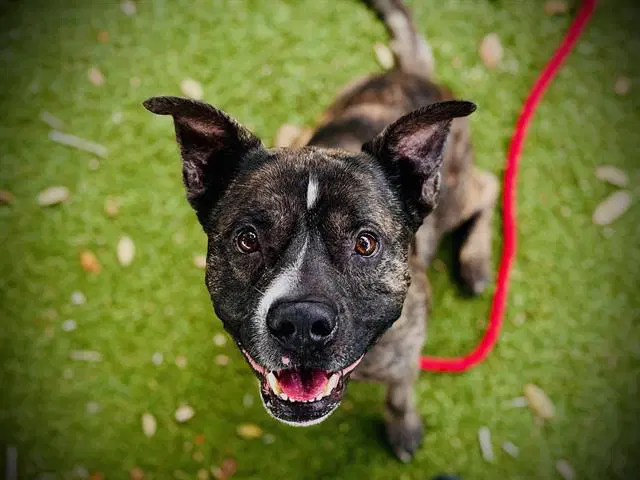 Timothy - Staffordshire Bull Terrier
