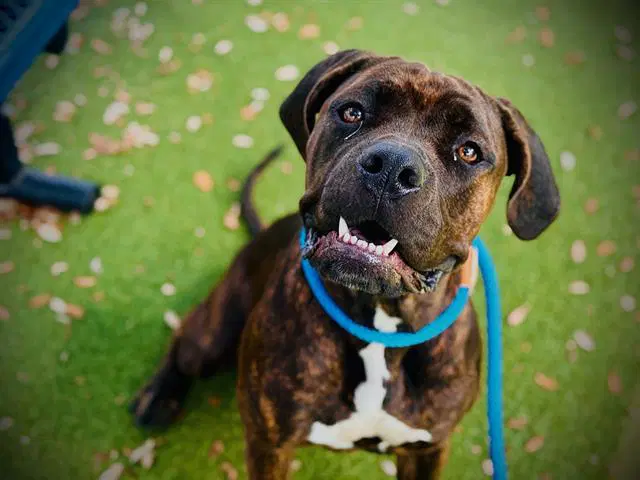 Nana - Cane Corso Mastiff