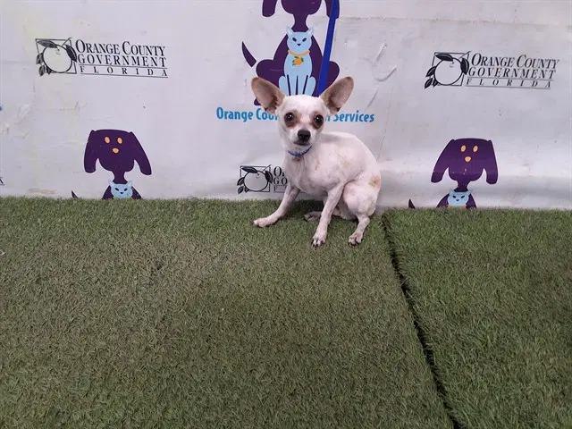Nunu - Rat Terrier