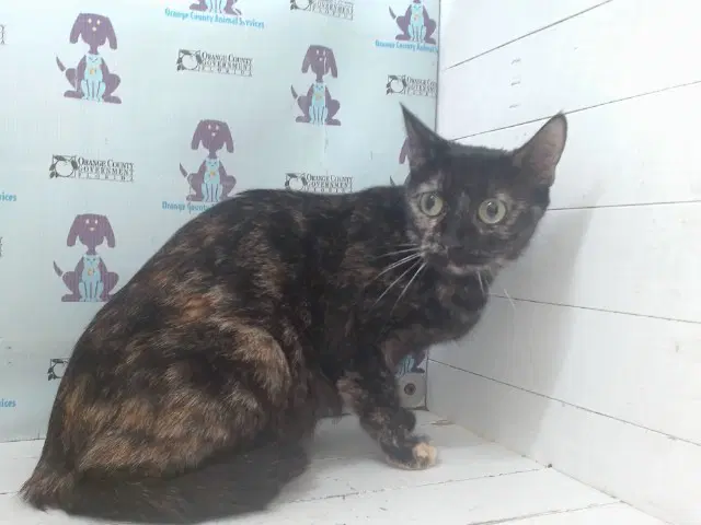 Isabella - Domestic Short Hair