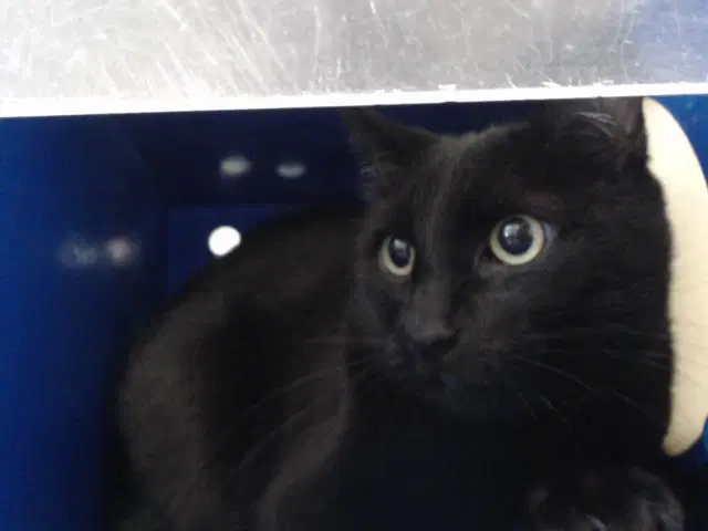 Louie - Domestic Short Hair