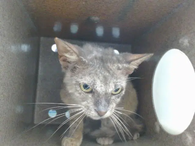 Serendipity - Domestic Short Hair