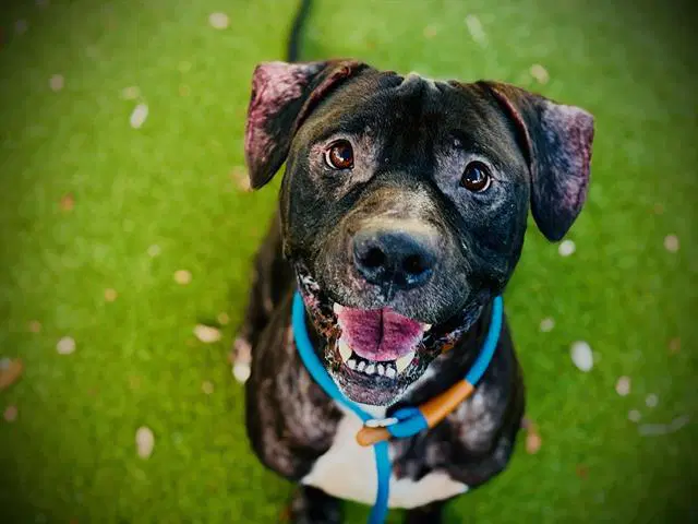 Jimmy - Pit Bull Terrier