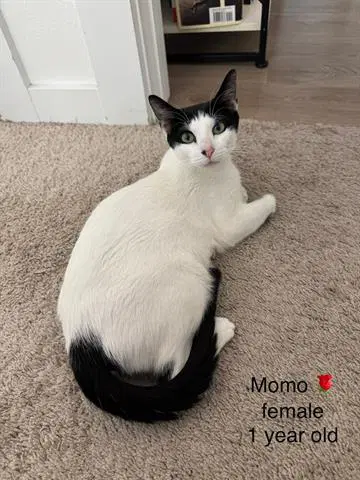 Momma - Domestic Short Hair